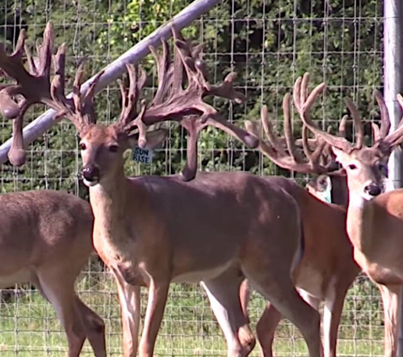 Cheap High Fence Deer Hunts: Unlocking Affordable Adventures